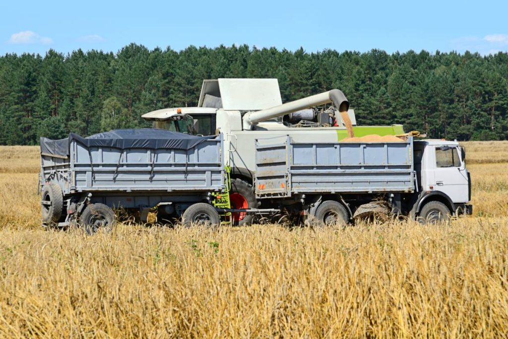 Combine harvester in barley field