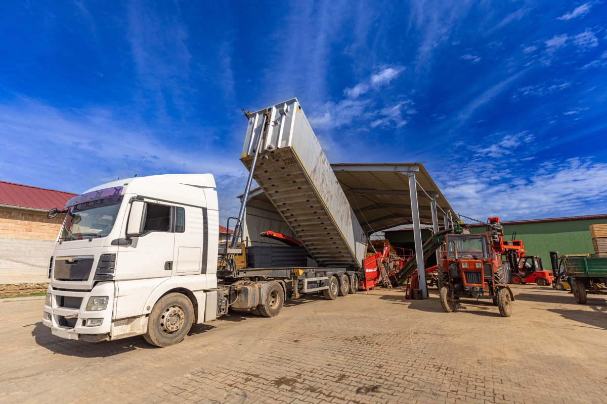 Truck unloads potatoes at a starch factory