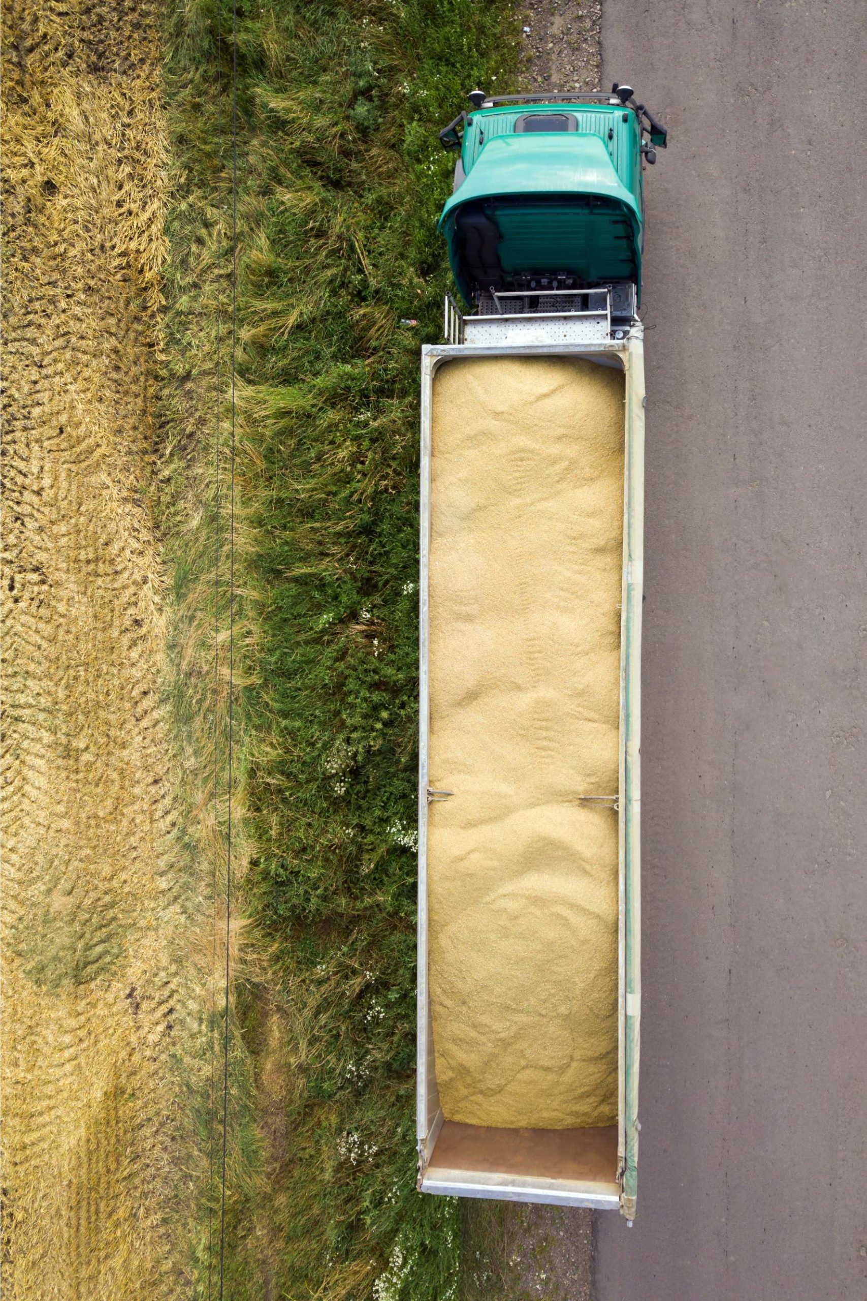 Aerial view of cargo truck driving on dirt road between agricultural wheat fields. Transportation of grain after being harvested by combine harvester during harvesting season.