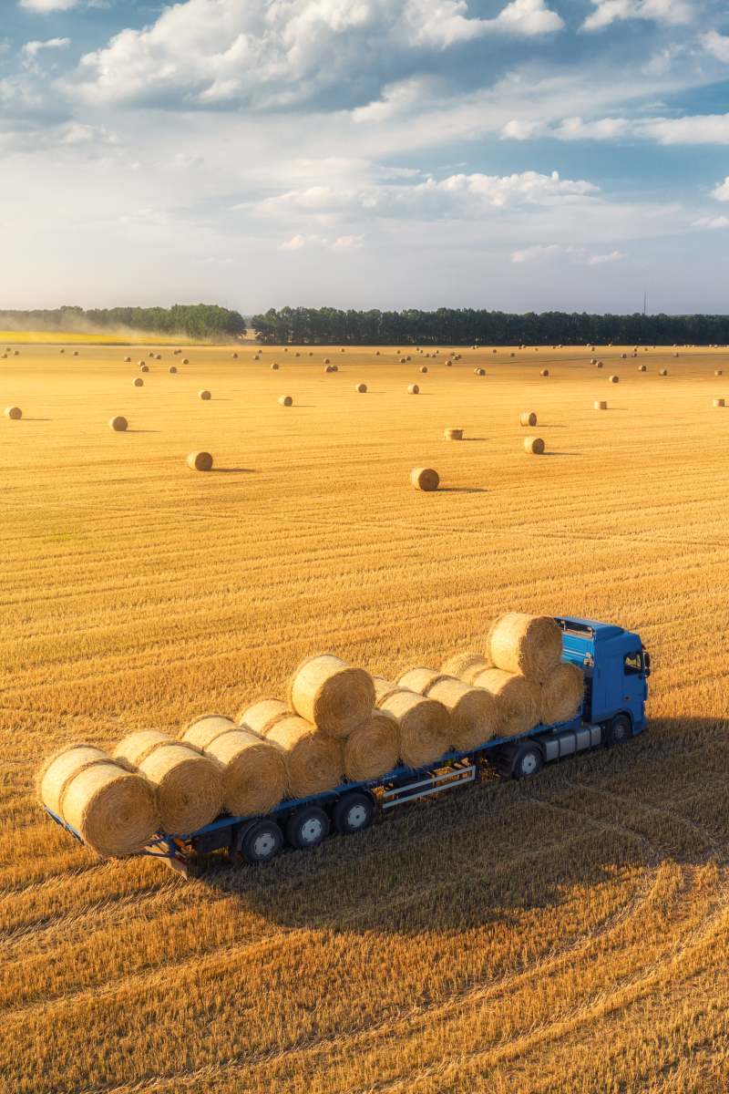 Aerial view of truck with hay bales. Agricultural machinery. Chamfered field and hay stacks after harvesting grain crops at sunset. Top View. Tractor loads bales of hay on truck with trailer. Harvest