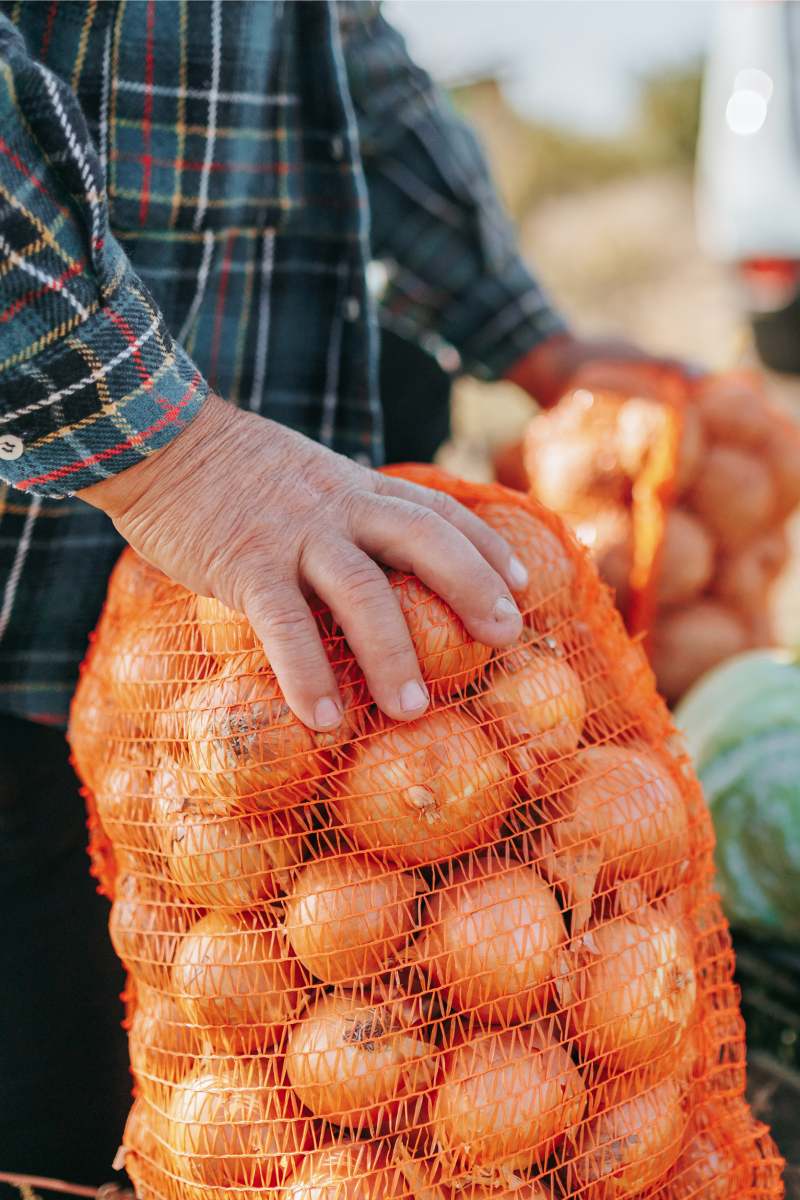 close up of a Vegetable Legacy Aged Farmer hands Poses with an Abundant Harvest, an Insight into a Lifetime of Hard Work. Vegetable Abundance Senior Farmer and His Rural Harvest